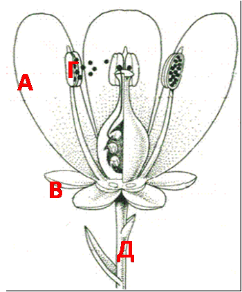 Какие части цветка привлекают насекомых 6. Обозначь части цветка изображённые на рисунке. Укажите рисунок на котором изображёна схема строения цветка.